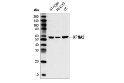 Cell Signaling Technology&nbsp;KPNA2 Antibody 100 ul