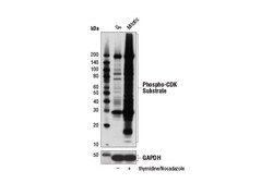 Cell Signaling Technology&nbsp;Phospho-CDK Substrate  pTPXK