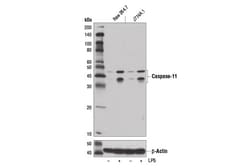 Cell Signaling Technology&nbsp;Caspase-11 17D9 Rat mAb 100