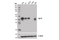 Cell Signaling Technology&nbsp;Spi-B D4V9S Rabbit mAb 100 u