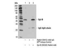 Cell Signaling Technology&nbsp;Spi-B D3C5E Rabbit mAb 100 u