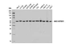 Cell Signaling Technology&nbsp;NAE1/APPBP1 D9I4Z Rabbit mAb