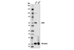 Cell Signaling Technology&nbsp;Akt3 E2B6R Rabbit mAb 100 ul