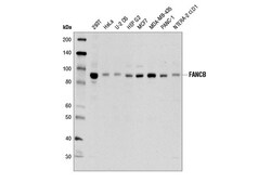 Cell Signaling Technology&nbsp;FANCB D9W6S Rabbit mAb 100 u