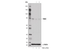 Cell Signaling Technology&nbsp;TAB3 D5J7D Rabbit mAb 100 ul