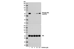 Cell Signaling Technology Perifosine 5 mg