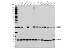 Cell Signaling Technology&nbsp;UBE2C Antibody 100 ul