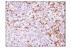 Cell Signaling Technology&nbsp;Caspase-3 D3R6Y Rabbit mAb