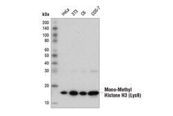 Cell Signaling Technology&nbsp;Mono-Methyl-Histone H3 Lys9