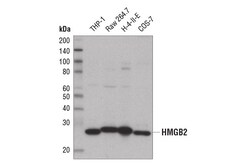 Cell Signaling Technology&nbsp;HMGB2 D1P9V Rabbit mAb 20 ul