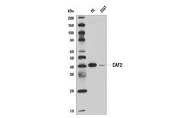 Cell Signaling Technology&nbsp;EAF2 E1R8C Rabbit mAb 100 ul