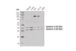 Cell Signaling Technology&nbsp;Syntaxin 5 Antibody 100 ul