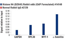 Cell Signaling Technology&nbsp;Histone H4 D2X4V Rabbit mAb