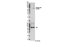 Cell Signaling Technology&nbsp;Phospho-Syk Ser297 Antibody