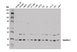 Cell Signaling Technology&nbsp;Twinfilin-1 D7C6J Rabbit mAb
