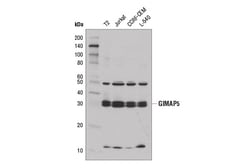 Cell Signaling Technology&nbsp;GIMAP5 Antibody 100 ul