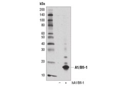 Cell Signaling Technology&nbsp;A1/Bfl-1 D1A1C Rabbit mAb 10