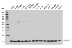 Cell Signaling Technology&nbsp;APC11 D1E7Q Rabbit mAb 100 u