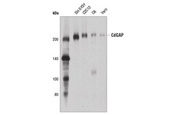 Cell Signaling Technology&nbsp;CdGAP D6J9G Rabbit mAb 100 u