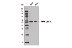 Cell Signaling Technology&nbsp;SYAP1/BSTA Antibody 100 ul