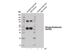 Cell Signaling Technology&nbsp;Phospho-Doublecortin Ser334