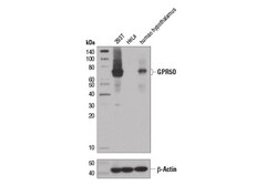 Cell Signaling Technology&nbsp;GPR50 D1D6I Rabbit mAb 100 u