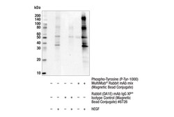 Cell Signaling Technology&nbsp;Phospho-Tyrosine P-Tyr-1000