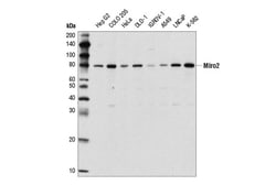 Cell Signaling Technology&nbsp;Miro2 Antibody 100 ul