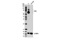 Cell Signaling Technology&nbsp;PC2 D1E1S XPR Rabbit mAb 2