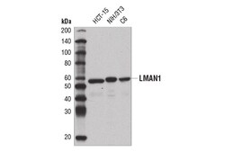 Cell Signaling Technology&nbsp;LMAN1 E2B6H Rabbit mAb 100 u