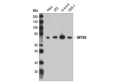 Cell Signaling Technology&nbsp;INTS9 Antibody 100 ul