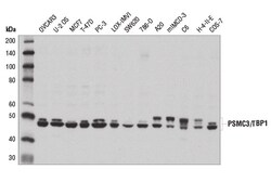 Cell Signaling Technology&nbsp;PSMC3/TBP1 Antibody 100 ul