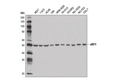 Cell Signaling Technology&nbsp;eRF1 Antibody 100 ul