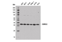 Cell Signaling Technology&nbsp;CAMLG D5L9J Rabbit mAb 100 u