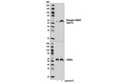 Cell Signaling Technology&nbsp;Phospho-TRAF2 Ser11 E2B6L