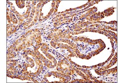 Cell Signaling Technology&nbsp;PLD2 E1Y9L Rabbit mAb 100 ul