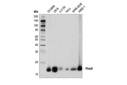 Cell Signaling Technology&nbsp;Plac8 E1J2Z Rabbit mAb 100 u