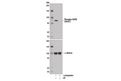 Cell Signaling Technology&nbsp;Phospho-SSH3 Ser37 Antibody