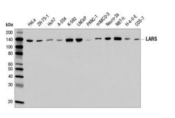 Cell Signaling Technology&nbsp;LARS Antibody 100 ul
