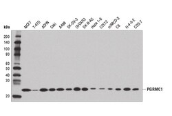 Cell Signaling Technology&nbsp;PGRMC1 D6M5M XPR Rabbit mA