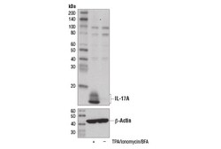 Cell Signaling Technology&nbsp;IL-17A D1X7L Rabbit mAb 100