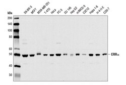 Cell Signaling Technology&nbsp;ERR-alpha E1G1J Rabbit mAb 1