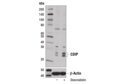Cell Signaling Technology&nbsp;CDIP Antibody 100 ul