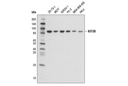 Cell Signaling Technology&nbsp;KIF3B Antibody 100 ul