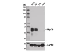 Cell Signaling Technology&nbsp;MyoD1 D8G3 XPR Rabbit mAb