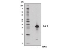 Cell Signaling Technology&nbsp;XAF1 E1E4O Rabbit mAb 100 ul