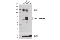 Cell Signaling Technology&nbsp;CDCP1 D1W9N Rabbit mAb 100 u