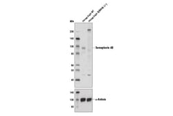 Cell Signaling Technology&nbsp;Semaphorin 4B Antibody 100 ul