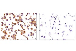 Cell Signaling Technology&nbsp;SignalSlideRLKB1 IHC Contro