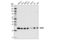 Cell Signaling Technology&nbsp;MOB1 E1N9D Rabbit mAb 100 ul
